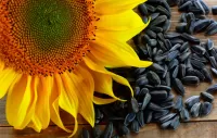 Jigsaw Puzzle Sunflower and sunflower seeds