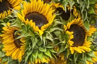 Слагалица Sunflowers