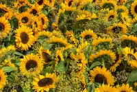 Quebra-cabeça Sunflowers
