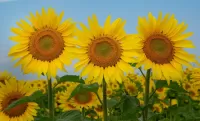 Puzzle Sunflowers