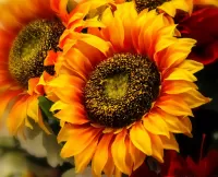 Zagadka Sunflowers