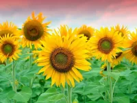 パズル Sunflowers