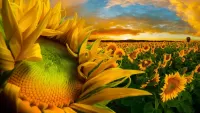 Rompecabezas sunflowers