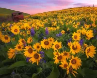 Quebra-cabeça Sunflowers and lupins