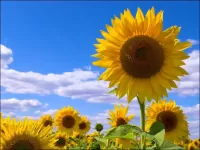 Bulmaca sunflowers and sky