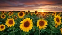 Bulmaca Sunflowers at sunset