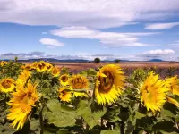 Jigsaw Puzzle Sunflowers under clouds