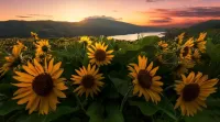 Jigsaw Puzzle Sunflowers in the mountains