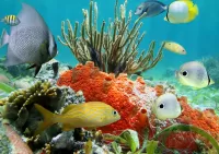 Quebra-cabeça Undersea world