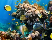 Rätsel Undersea world