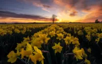 Puzzle Field of daffodils