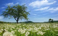 Quebra-cabeça dandelion field