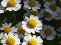 Jigsaw Puzzle Field of daisies