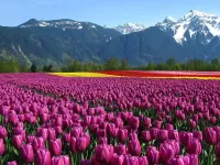 Слагалица Tulip field