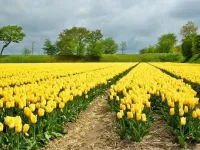 Quebra-cabeça Field of tulips 44