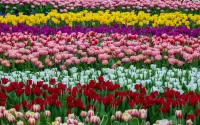 Quebra-cabeça Field of tulips