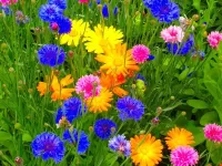 Bulmaca Cornflowers and marigold