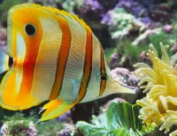 Quebra-cabeça Striped fish
