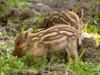 Zagadka Striped piglets