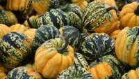 Quebra-cabeça Striped pumpkins