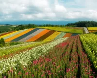 Jigsaw Puzzle Fields Of Hokkaido