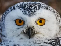 Rompecabezas Snowy owl