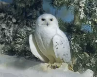 Zagadka Snowy owl