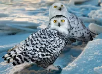 Rompecabezas Polar owls