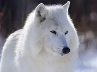 Пазл Полярный волк