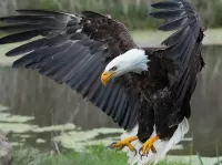 パズル Eagle flight