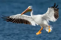 Пазл Полёт пеликана