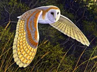 Rompecabezas Flying owls