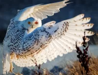 Quebra-cabeça Owl flight