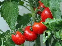 パズル Tomatoes