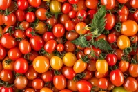 Rätsel Tomatoes