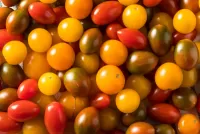 Rätsel cherry tomatoes