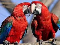 Quebra-cabeça Parrots