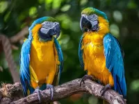 Quebra-cabeça parrots