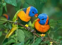 Rätsel Parrots
