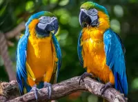 Jigsaw Puzzle Macaw parrots