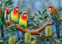 Bulmaca Rosella parrots