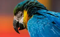 Quebra-cabeça Parrot