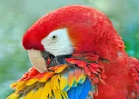 パズル Parrot