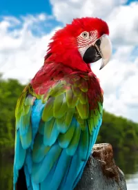 Пазл Попугай ара