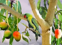 Puzzle parrot and mango