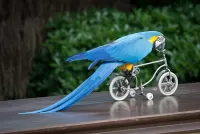 Puzzle Parrot on bike