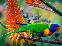 Bulmaca Parrot on a branch