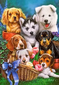 Puzzle Purebred puppies