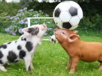 Puzzle Pig football