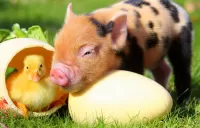 Puzzle Piglet and duckling